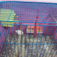 فنچ نر و ماده سرحال باقفس|پرنده|بندر ترکمن, |دیوار