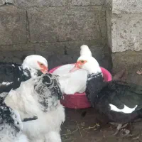 اردک  پرنده حیوان|حیوانات مزرعه|لاهیجان, قیام|دیوار