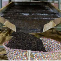 چای بهاره 1405درجه یک