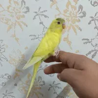 ماهی بزرگ مولد و مرغ عشق نر فول دستی