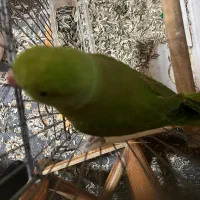 ملنگو ماده + قفس|پرنده|رویان, |دیوار