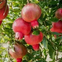 تفریح وتورگردشگری بانوان درمرودشت مقرون بصرفه