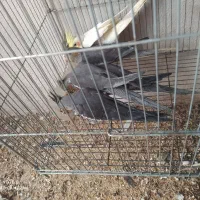 عروس هلندی دوکت و مولد و معاوضه|پرنده|رشت, حومه رشت|دیوار