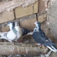 کبوتر دمگیر گلین،پرشی جوجه و کهنه،اصفهانی دمسفید|پرنده|برخوار, |دیوار