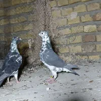 طوقی رنگی، سرور، ریش|پرنده|یزد, |دیوار