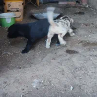 واگذاری سگ نگهبان وشکاری|سگ|بوکان, |دیوار