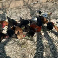 مرغ و خروس|حیوانات مزرعه|ملایر, |دیوار