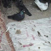 یک جفت تعزینی زاغ کاکلی ابادانی|پرنده|جعفرآباد, |دیوار