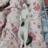 واگذاری گربه زیبا و آروم