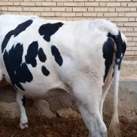فروش گاو وگوساله