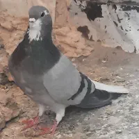 نر دم گیر