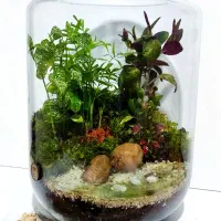تراریوم تزیینی شیک تک به قیمت عمده|گل و گیاه طبیعی|شیراز, شهرک ولیعصر|دیوار