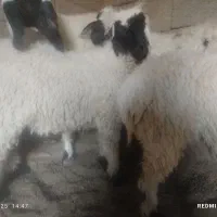 فروش گوسفند با سه بره