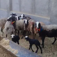 فروش میش شال|حیوانات مزرعه|اردستان, |دیوار