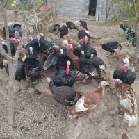 فروش بوقلمون محلی عمده خورده|حیوانات مزرعه|بوکان, |دیوار