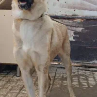 سگ ماده نژاد پژدر