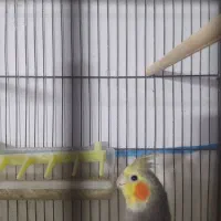 پرنده طوطی عروس هلندی رام