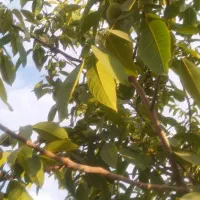 گردو