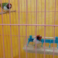 جفت فنچ گلدین زیبا|پرنده|داران, |دیوار