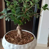 گلدان گل و گیاه آپارتمانی سرحال و سالم و استند گل|حراج|تهران, دریاچه شهدای خلیج فارس|دیوار