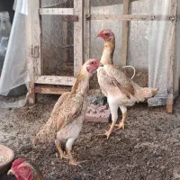 مرغ خروس کوشامو