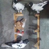 کفتر ابلغ