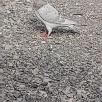 گم شده کفتر|حیوانات|سبزوار, شرق کال میانی|دیوار