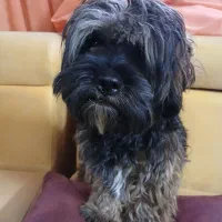 سگ شیتزو پودل