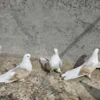 سلام 18عدوکت زرد نروماده کشیده بلند|پرنده|مبارکه, |دیوار