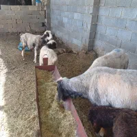 دوراس میش چاق
