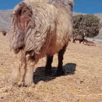 کوهع قوچ کری ترکی درجه یک میش بز کهره بره نر ماده