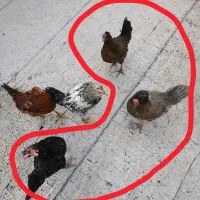 مرغ تخمگذار سه عدد