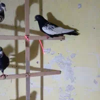 کفتر|پرنده|مشهد, کوه سنگی|دیوار