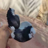 طوق سیاه قیمت توافقی|پرنده|کازرون, |دیوار