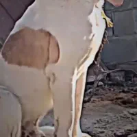 سگ.یک.ساله.توافقی|سگ|مانه, |دیوار