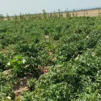 گوجه درجه یک ودستچین و تازه امروز جمع شده ازسرزمین|خوردنی و آشامیدنی|مشهد, شیرحصار|دیوار