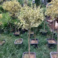 خدمات باغبانی باغچه تعویض خاک گلدان درمنزل|خدمات باغبانی و درختکاری|تهران, حکمت|دیوار