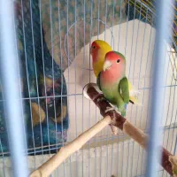 کوتوله یک جفت هلندی تازه دون خور