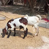 فروش کهره نر