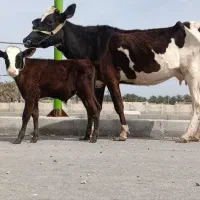 گاو خارجی هلشتاین باگوساله نر