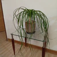 نخل دم‌اسبی خاص و زیبا|گل و گیاه طبیعی|تهران, ده‌ونک|دیوار