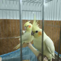 فروش فوری یک جفت عروس هلندی مولد خوب