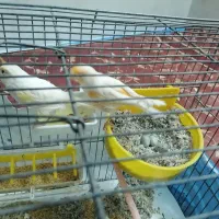 جفت قناری|پرنده|یزد, |دیوار