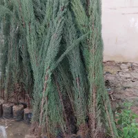 سرو شیراز وناز ولاوسون وزیتون شارژ  شد
