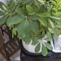 گلهای زیبا|گل و گیاه طبیعی|سلماس, |دیوار