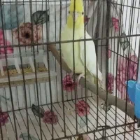 عروس هلندی نر