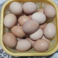 تخم مرغ محلی ارگانیک