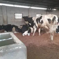 گاو و گوسال