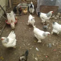 جوجه مرغ وتخم مرغ|حیوانات مزرعه|تهران, دهم فروردین|دیوار