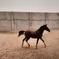 چند راس اسب نر برای برای فروش